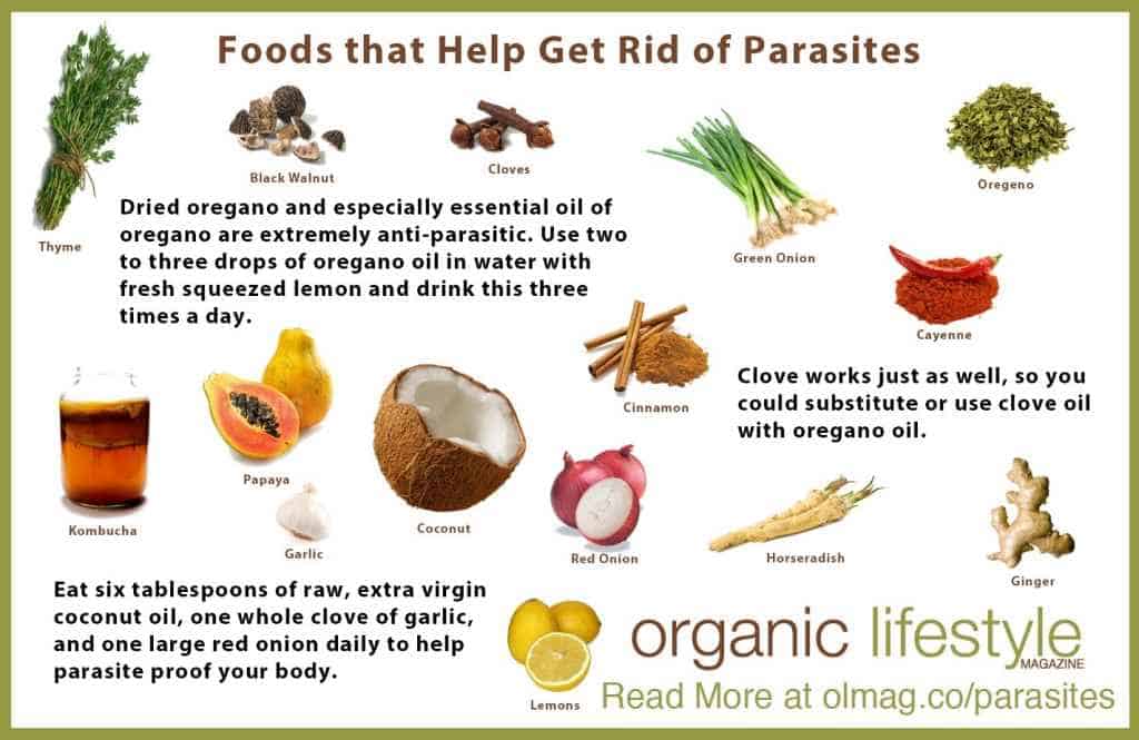 foods that help fight against parasites
